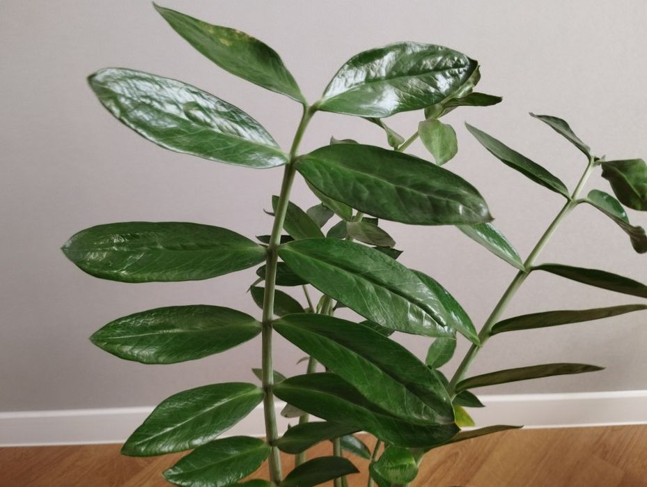 Заміокулькас з глянцевим листям від 250 грн