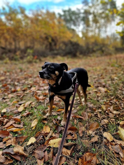 Mikro Sunia pilnie szuka domu