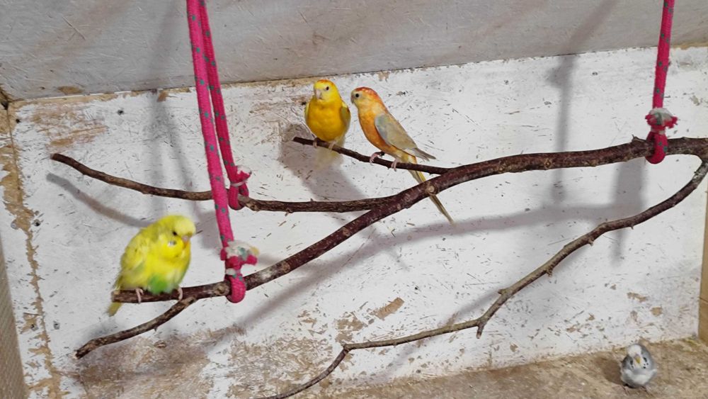 Młode nimfy białogłowe i albino