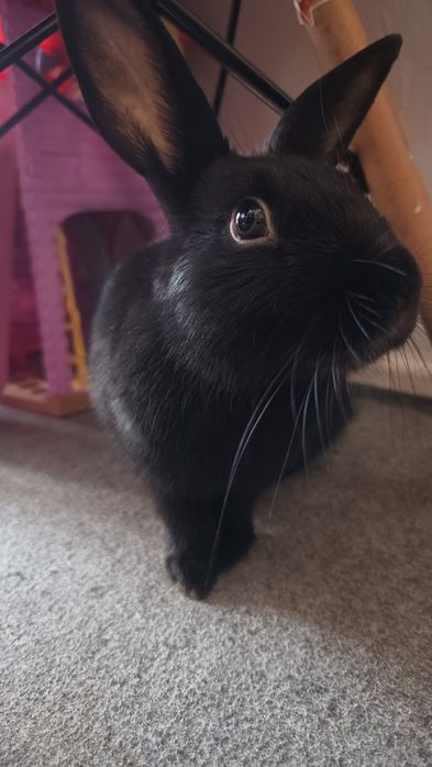 Królik oddam za darmo