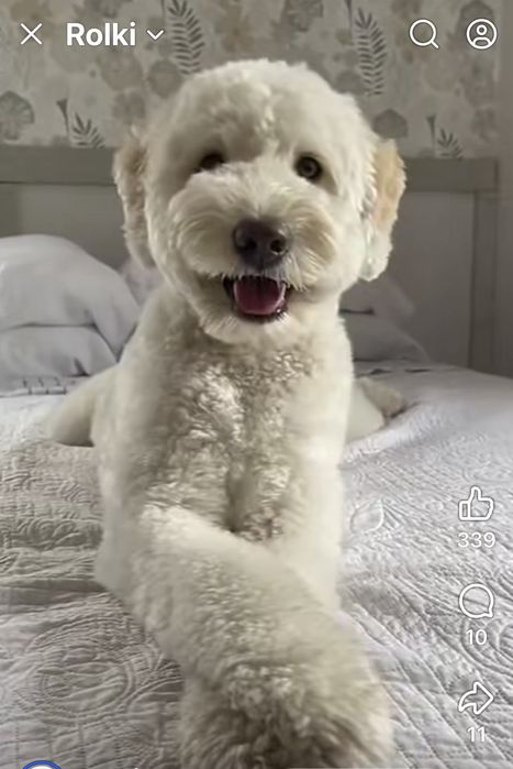 Goldendoodle F1 standard