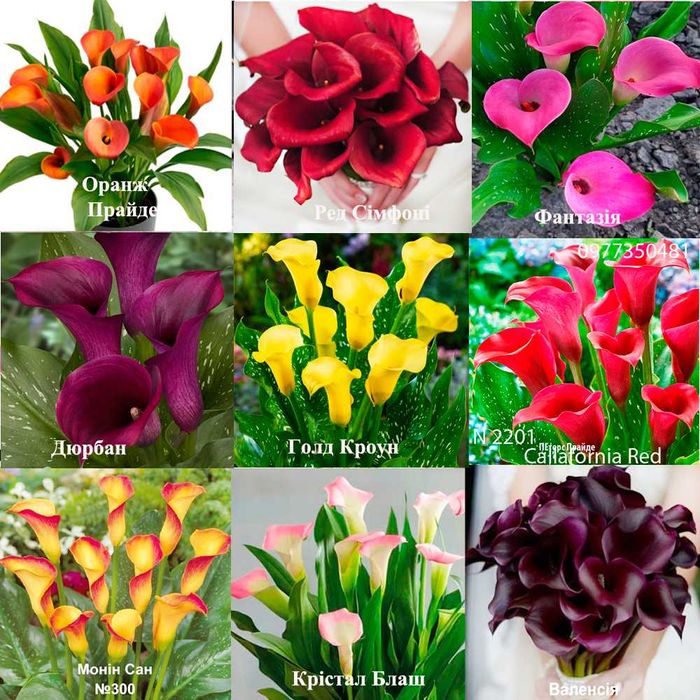 Розпродаж! Калла багато сортів, калла квітуча, калла з грунту.