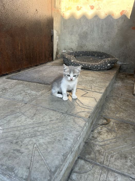 Кошенята / котики