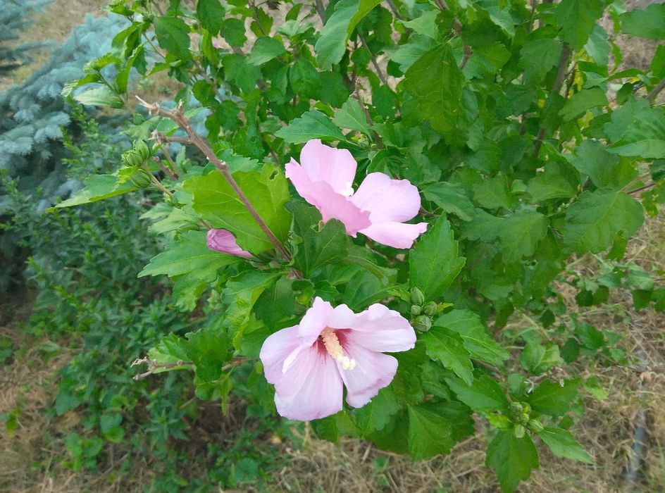 Продам будинок з усіма зручностями  Білецьківка