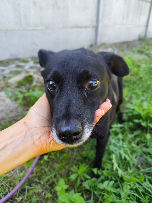 Starszy piesek Muffin szuka domu