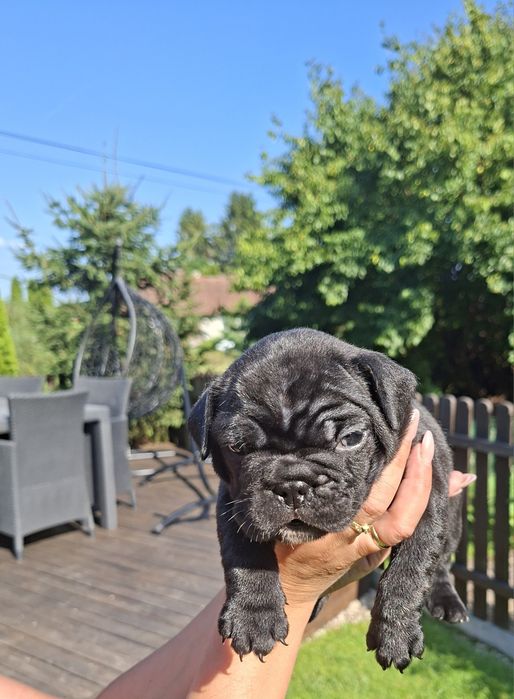 Buldog francuski