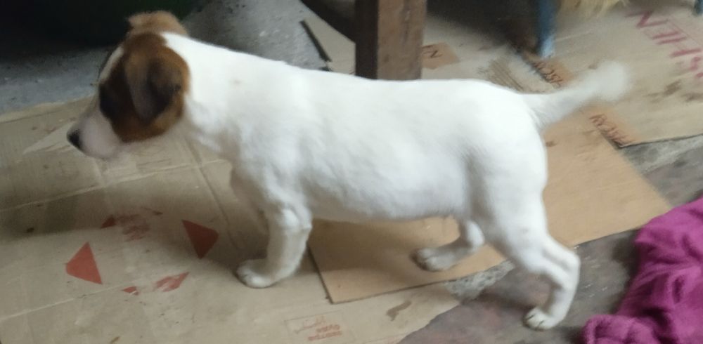 Гладкошерстний фокстерʼєр