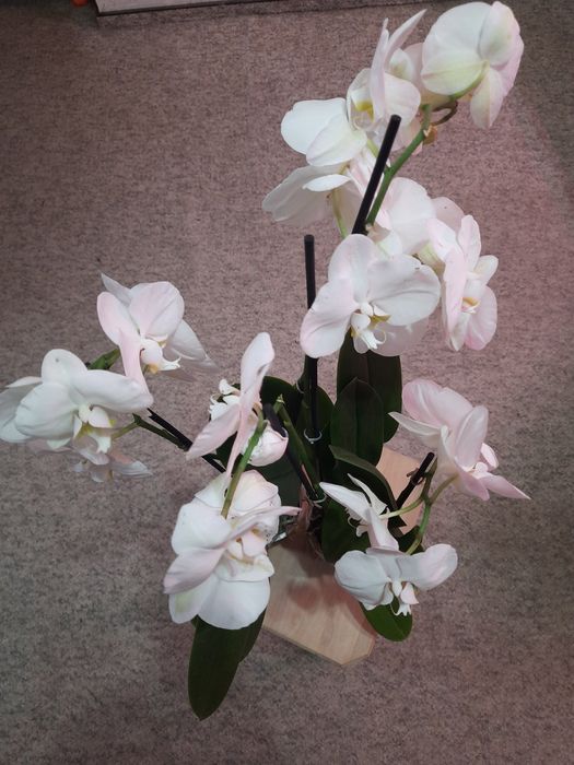 Білі, гарні Орхідеї