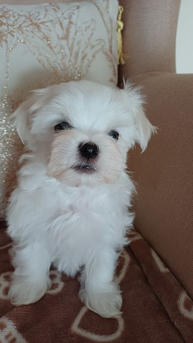 Maltańczyk mini piesek gotowy na zmianę domu