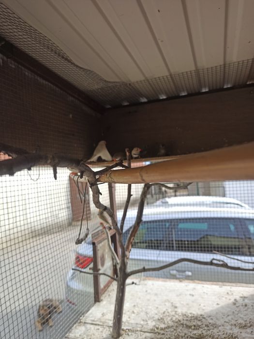 Pássaros diamante mandarins 2026