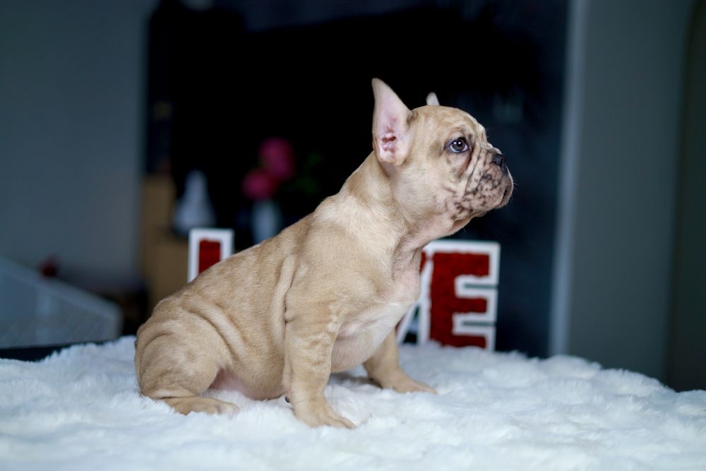 Buldog Francuski
