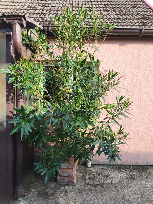 Oleander 3,5 metra