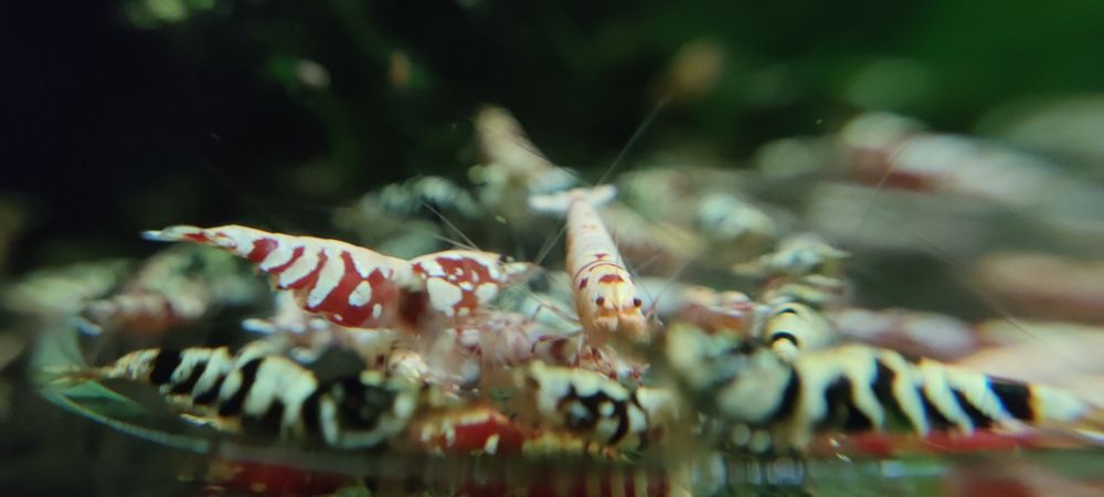 Krewetki Caridina Fancy Tiger red/black.