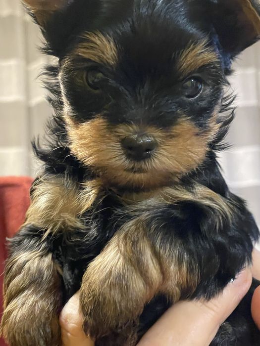 Suczka york yorkshire cudna pies miniaturka xxs