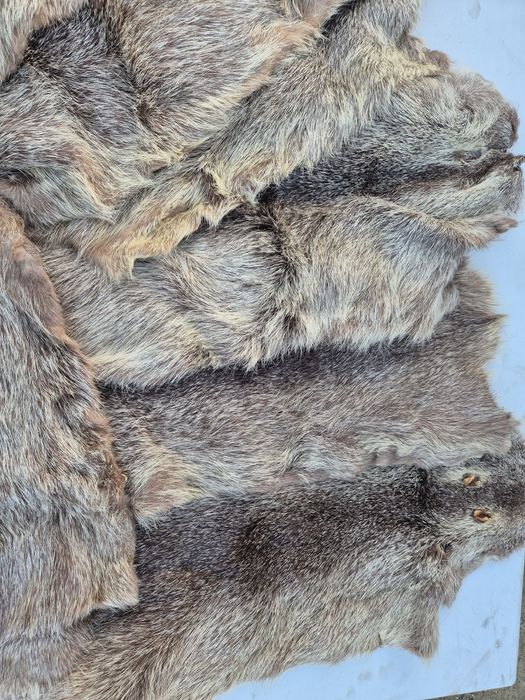 Futro, skórka z nutrii