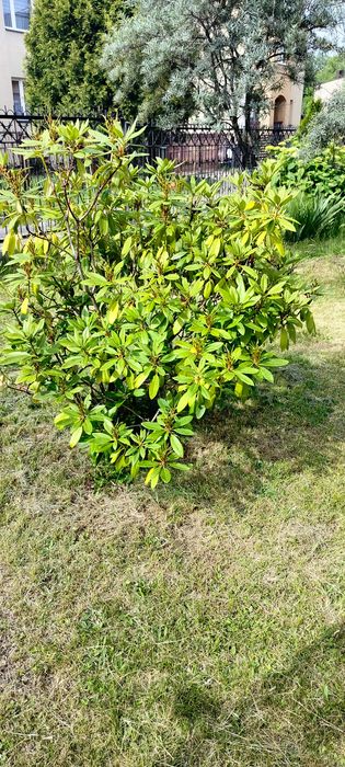 Oddam drzewka i krzewy