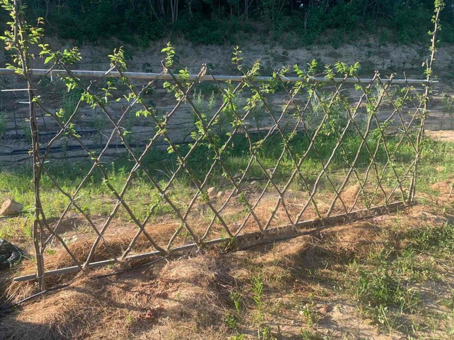 Живоплот жива огорожа посадка