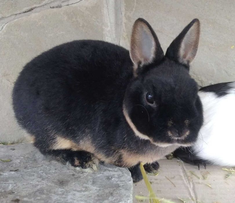 Мутоновий кролик