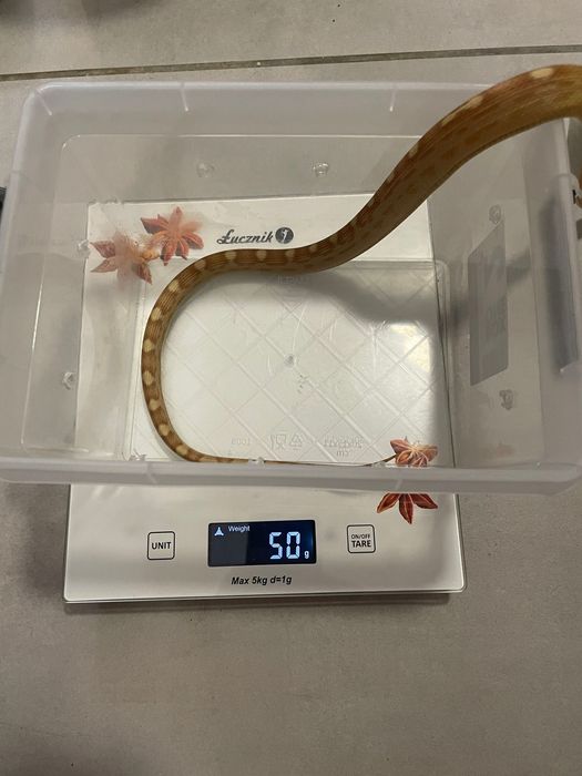 Wąż zbożowy, węże zbożowe samce i samice młode