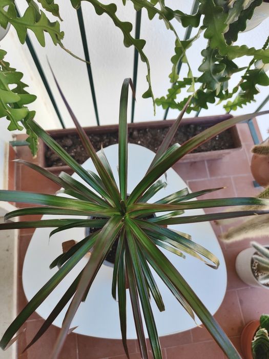 Dracena marginata // planta interior