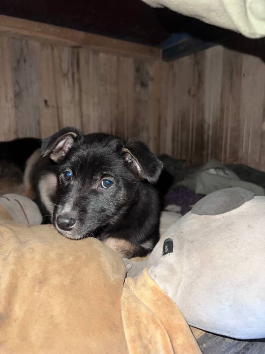 Щенкам нужен дом