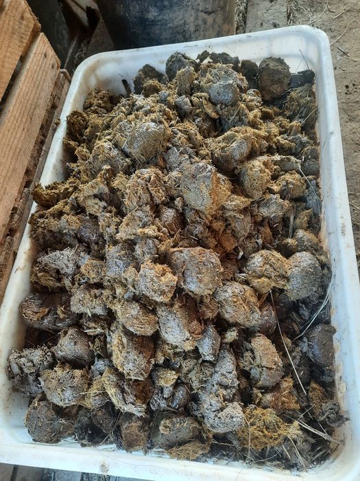 Obornik koński nawóz