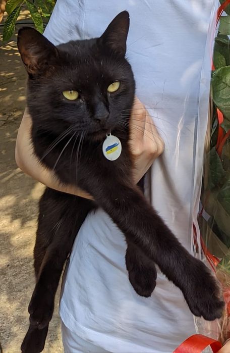 Пропал кот в районе Черевковки