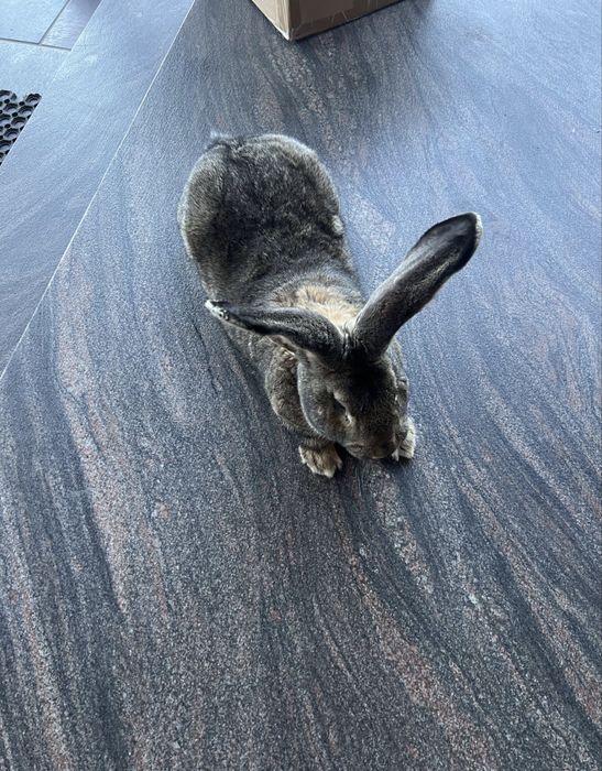 Królik olbrzym belgijski samica