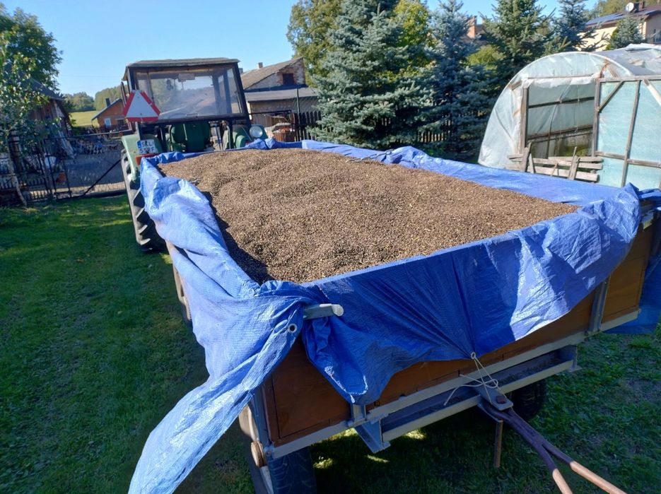 Gryka zwyczajna (tatarka)