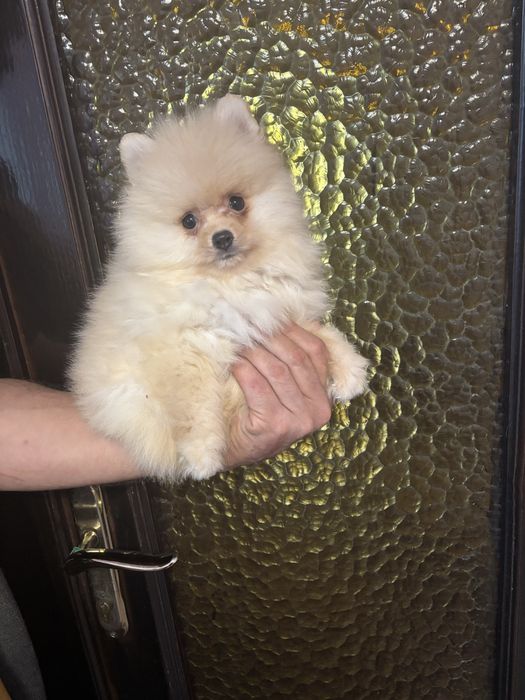 Хлопчик померанчик