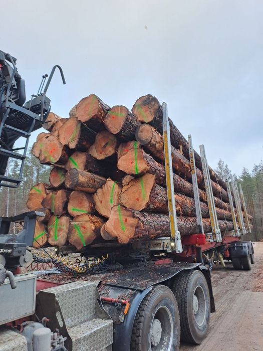 Sosna tartaczna dłużyca transport