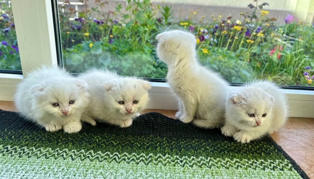 Продам шотландського вислоухого хлопчика