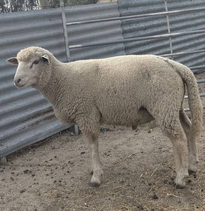 Borrego com 6 meses