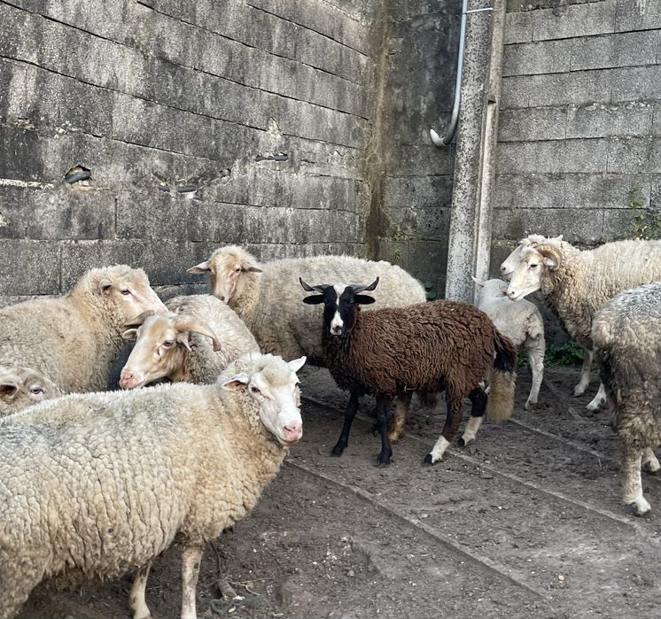 Ovelhas paridas e prenhas e carneiro reprodutor