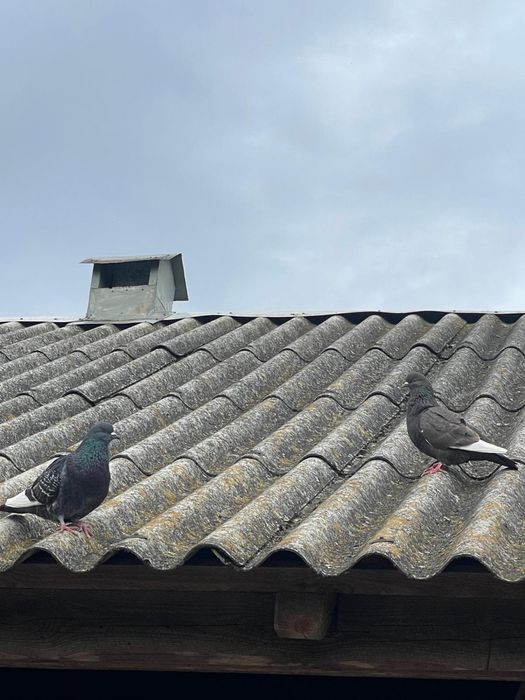 Gołębie Rysie Para