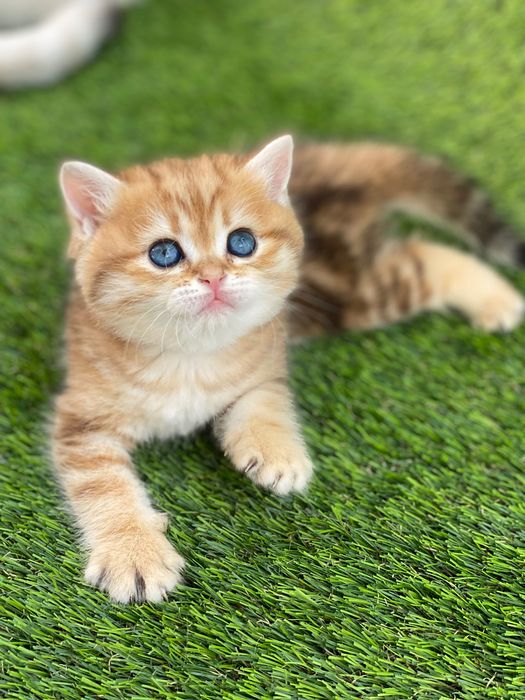 British golden shorthair