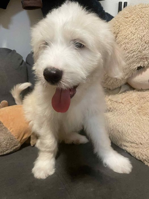 Barbado da Terceira macho