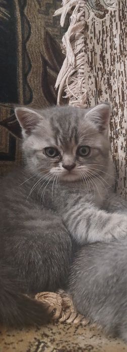 Продам шотландських котят