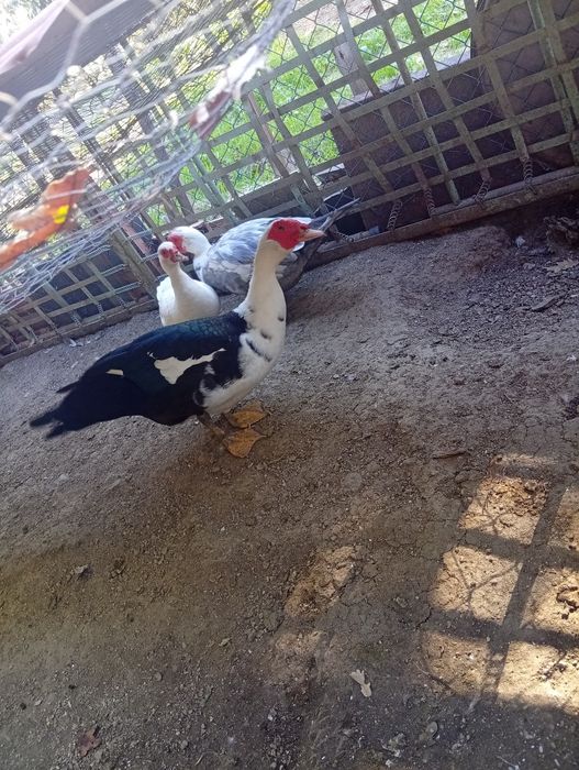 Vende-se patos mudos