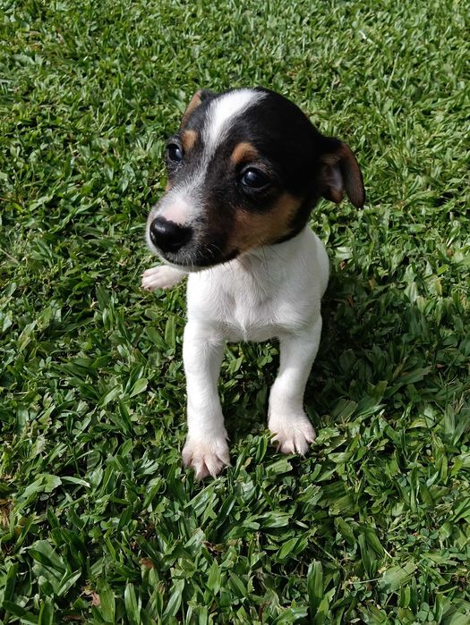 Jack Russel  macho