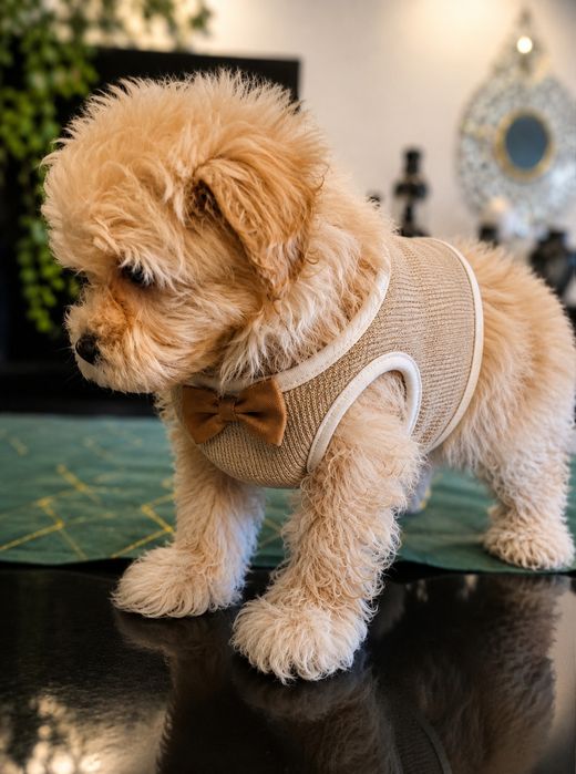 Piesek Maltipoo miniaturka