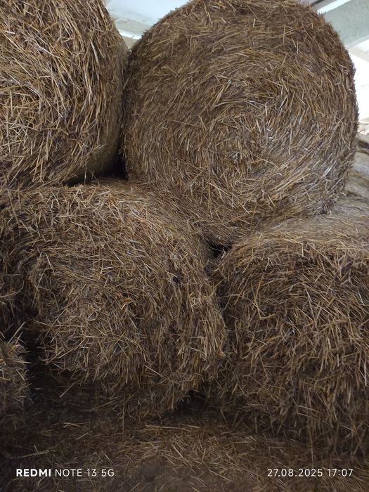Солома тюкована пшенична продам
