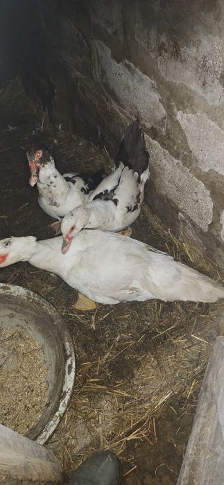 Продам кози и качки