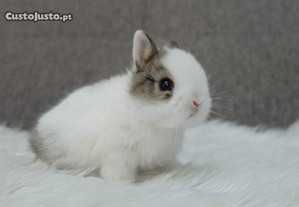 Coelhos anões (Bebês) +Gaiola Nova+alimentação adequada