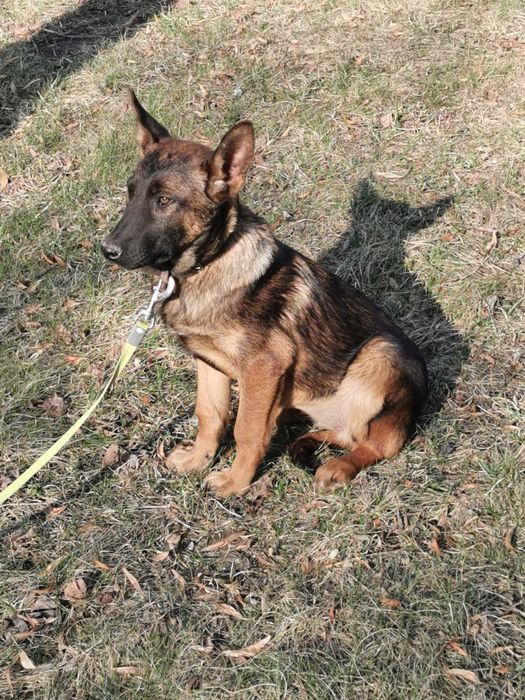 Owczarek Belgijski  stróżak