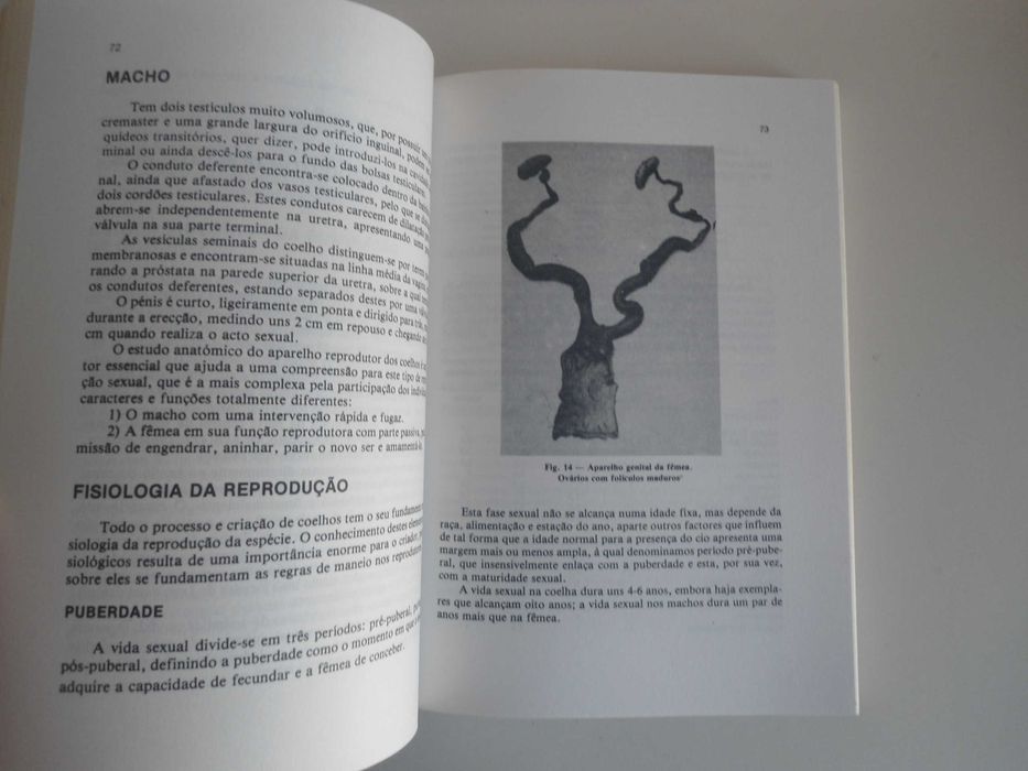 Coelhos-Alojamento e Maneio de J M Molinero Zapatero