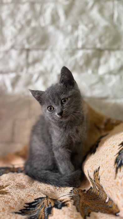 Маленькі милі кошенятка