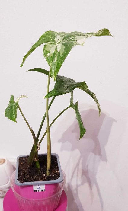 Syngonium Albo Variegata Unikat kolekcjonerski 28cm Nr 2