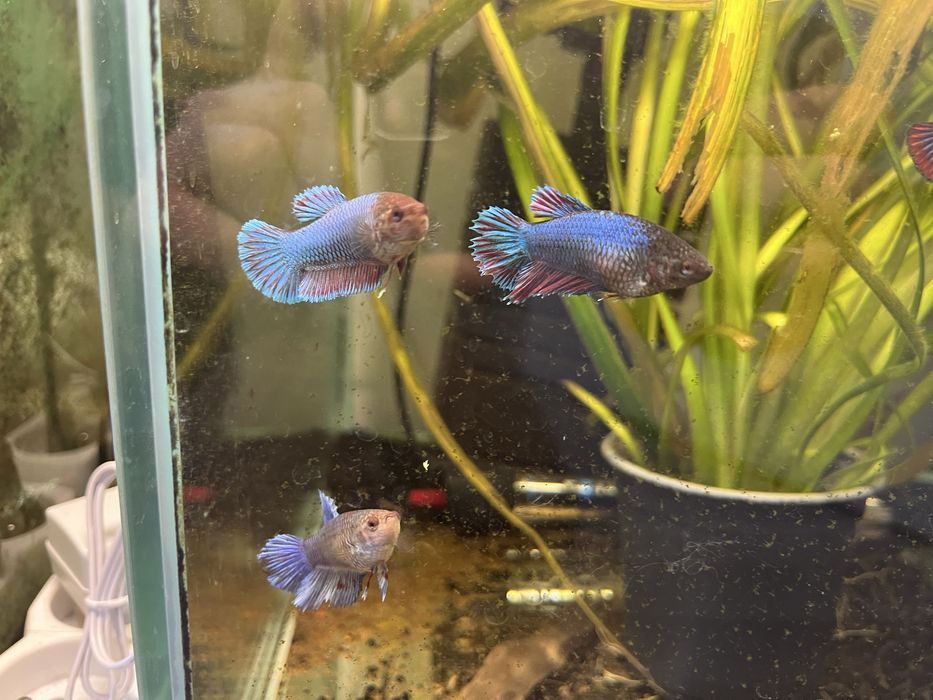 samice bojownika odmiana Delta bojownik syjamski/wspaniały