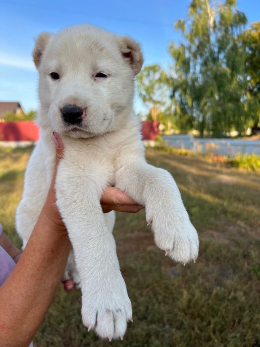 Продам цуценят середньоазіатської вівчарки